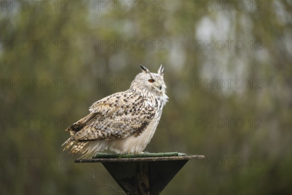 Siberian eagle-owl (Bubo bubo sibiricus) sitting, autumn, Bavaria, Germany