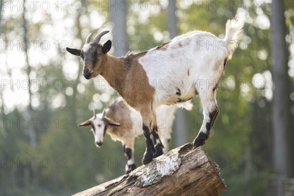 Domestic goat (Capra hircus) standing on a wood in autumn, Bavaria, Germany