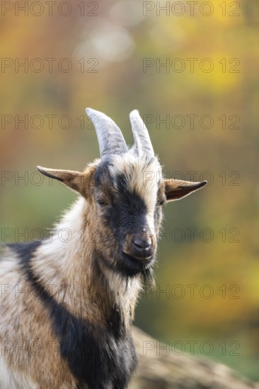 Domestic goat (Capra hircus) in autumn, portrait, Bavaria, Germany