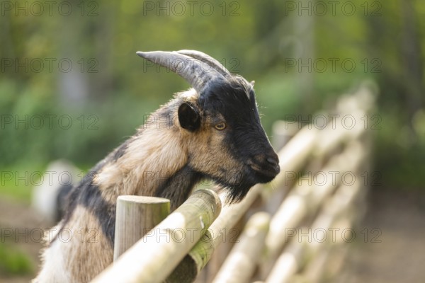 Domestic goat (Capra hircus) looking over a fence in autumn, portrait, Bavaria, Germany