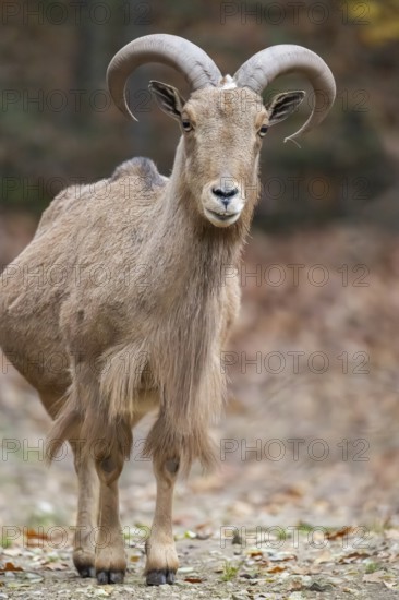 Barbary sheep (Ammotragus lervia) ram standing on the ground, Bavaria, Germany