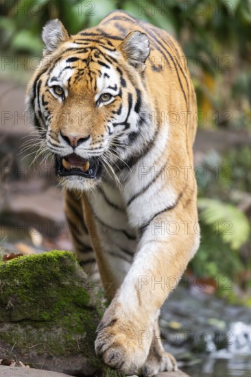 Siberian tiger or Amur tiger (Panthera tigris altaica) walking on the ground in autumn, captive, Germany