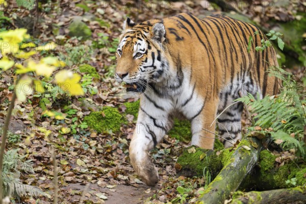 Siberian tiger or Amur tiger (Panthera tigris altaica) walking on the ground in autumn, captive, Germany