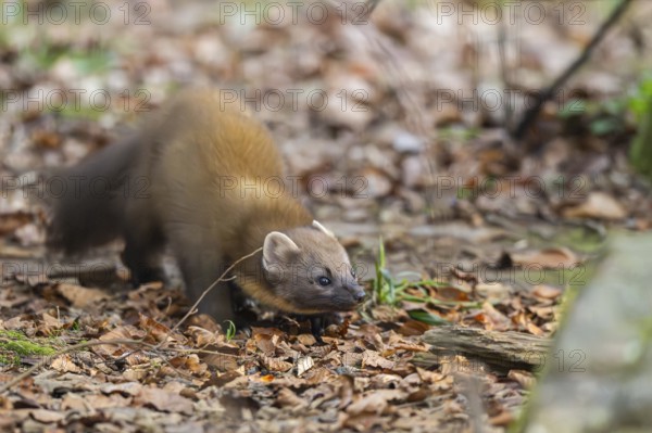 European pine marten (Martes martes) in a forest in autumn, Bavaria, Germany