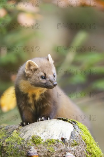 European pine marten (Martes martes) in a forest in autumn, Bavaria, Germany