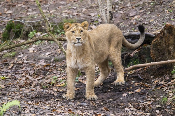 Asiatic lion (Panthera leo persica) youngster standing on the ground, Bavaria, Gernany