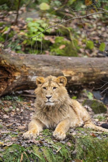 Asiatic lion (Panthera leo persica) youngster in a forest, captive, Bavaria, Germany