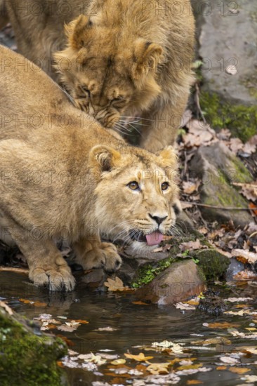 Asiatic lion (Panthera leo persica) youngster drinking from a little lake in autumn, Bavaria, Gernany