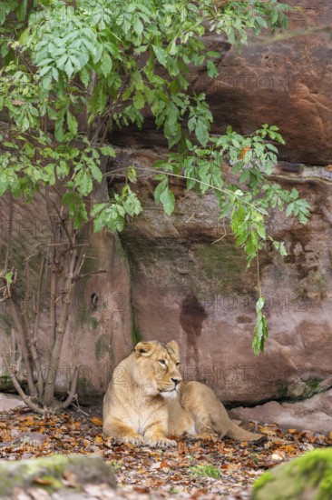 Asiatic lion (Panthera leo persica) lying on the ground, Bavaria, Gernany