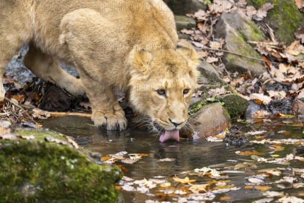 Asiatic lion (Panthera leo persica) youngster drinking from a little lake in autumn, Bavaria, Gernany