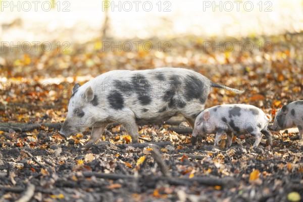 Vietnamese Pot-bellied pig with piglet in autumn, Bavaria, Germany
