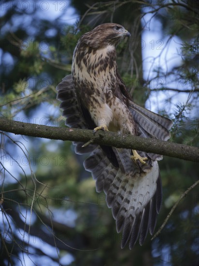 Buzzard stretching its wings on a branch, Berlin, Germany