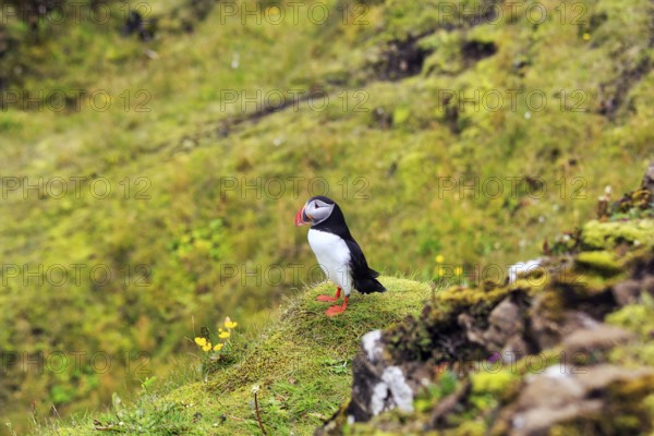 Lone puffin (Fratercula arctica) on grassy bird cliff, Cape DyrhÃ³laey in summer, Dyrholaey, VÃ­k Ã­ MÃ½rdal, Vik i Myrdal, SuÃ°urland, Sudurland, Iceland