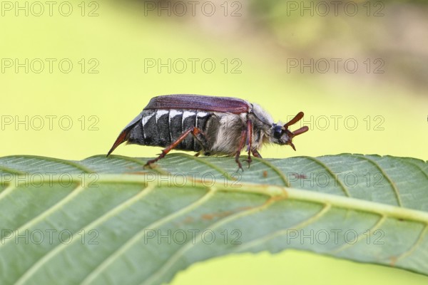 May beetle, wood cockchafer (Melolontha hippocastani), male, on leaf of a horse chestnut (Aesculus hippocastanum), close-up, Wilnsdorf, North Rhine-Westphalia, Germany