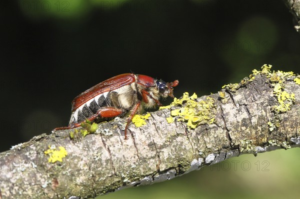 May beetle, wood cockchafer (Melolontha hippocastani), female, on a branch covered with lichen, close-up, Wilnsdorf, North Rhine-Westphalia, Germany