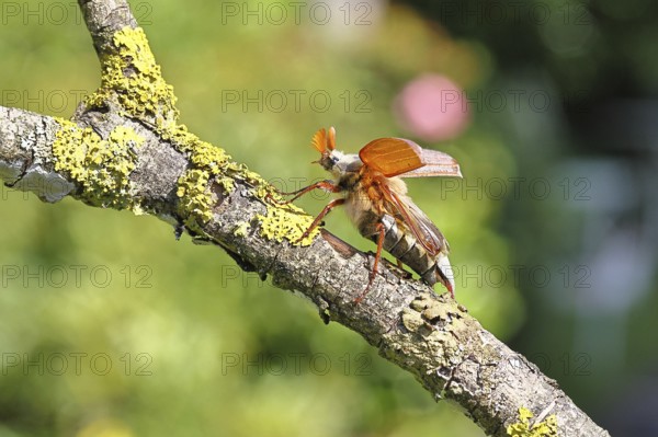 May beetle, wood cockchafer (Melolontha hippocastani), male with spread wings, on a branch covered with lichen, about to fly off, close-up, Wilnsdorf, North Rhine-Westphalia, Germany