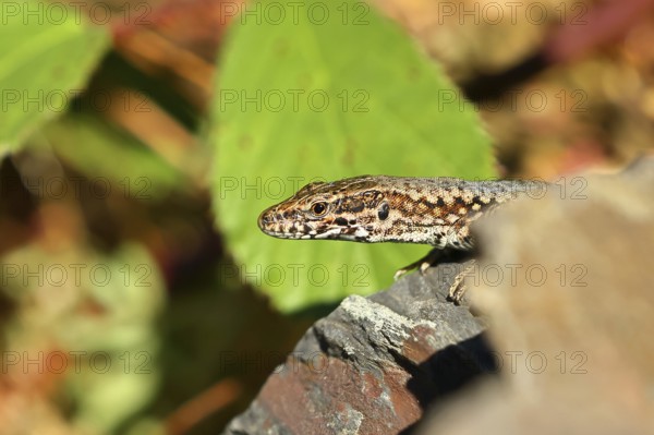 Wall lizard (Podarcis muralis), European wall lizard, in a vineyard, portrait, reptiles, animals, lizards, Cochem, Moselle, Rhineland-Palatinate, Germany
