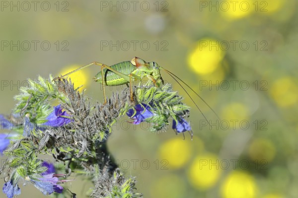 Steppe saddle grasshopper, steppe saddle grasshopper (Ephippiger ephippiger), male, on Viper's bugloss (Echium vulgare), with bokeh in the background, leafhoppers, long-fingered grasshoppers, Red List of Germany, specially protected species, critically endangered, Cochem, Moselle, Rhineland-Palatinate, Germany