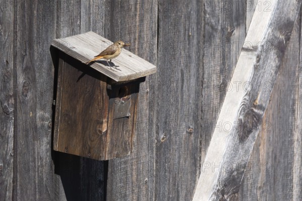A redstart (Phoenicurus phoenicurus) female sits on a birdhouse and has insects in her beak, animal photo, bird, bird species, nature photo, wildlife, fauna, Morter, Latsch, Italy