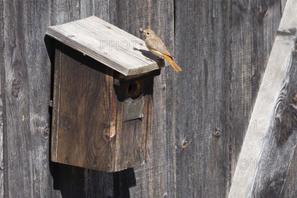 A redstart (Phoenicurus phoenicurus) female stands on a birdhouse and has insects in her beak, animal photo, bird, bird species, nature photo, wildlife, fauna, Morter, Latsch, Italy