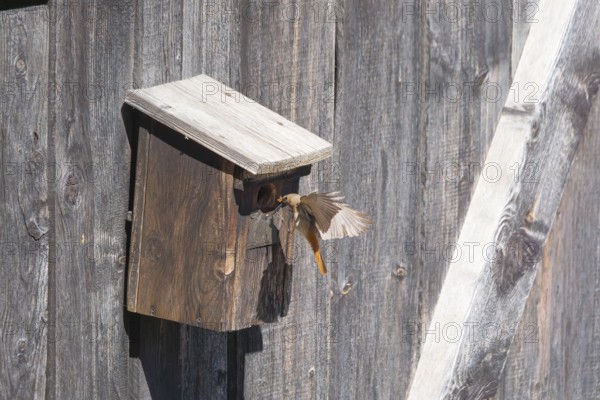 A redstart (Phoenicurus phoenicurus) female landing on a birdhouse, animal photo, bird, bird species, nature photo, wildlife, fauna, Morter, Latsch, Italy