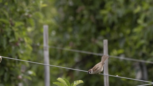 A tree sparrow or tree sparrow (Passer montanus) sitting on a wire in an apple orchard and leaning forwards, Dolomites, South Tyrol, mountains, Laces, Morter, Italy