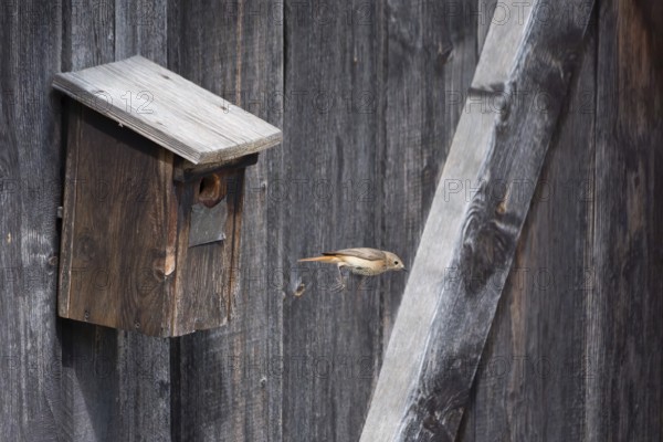A redstart (Phoenicurus phoenicurus) female takes off from the entrance of a birdhouse, animal photo, bird, bird species, nature photo, wildlife, fauna, Morter, Latsch, Italy