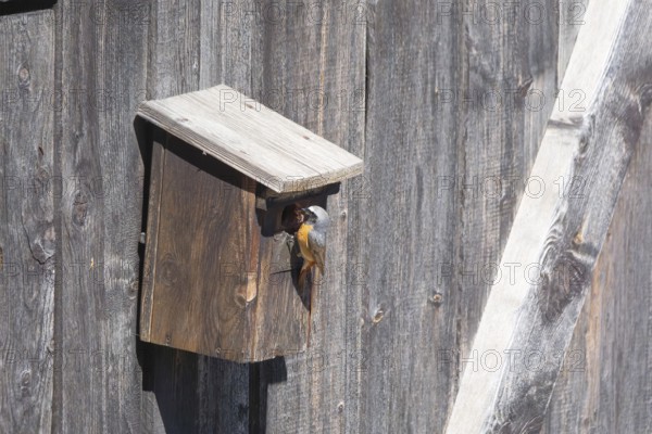 A redstart (Phoenicurus phoenicurus) male sits in the entrance of a birdhouse and has insects in his beak, animal photo, bird, bird species, nature photo, wildlife, fauna, Morter, Latsch, Italy