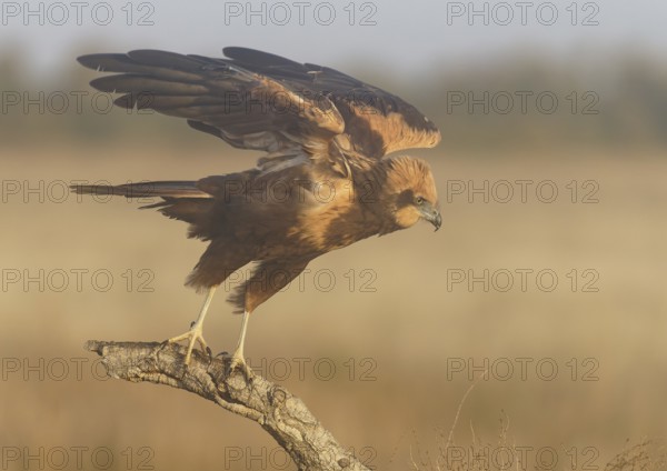 Young female marsh harrier (Circus aeruginosus), departure, morning fog, Castilla-La Mancha, Spain