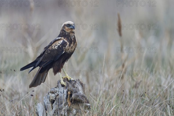 Young female marsh harrier (Circus aeruginosus) on a dry tree trunk, Castilla-La Mancha, Spain