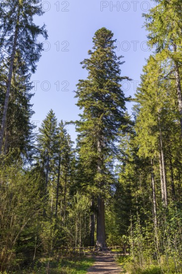 Grandfather fir, one of the mightiest firs in Germany, one of the approximately 300-year-old Schöllkopf firs, stand of large silver firs (Abies alba) near Freudenstadt, northern Black Forest, Baden-WÃ¼rttemberg, Germany
