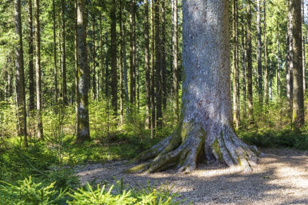 Tree trunk of one of the mighty 300-year-old Schöllkopf firs, stand of large silver firs (Abies alba) near Freudenstadt, northern Black Forest, Baden-WÃ¼rttemberg, Germany