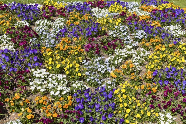 Colourfully planted bed with pansies (viola) in Baiersbronn, Baden-WÃ¼rttemberg, Germany