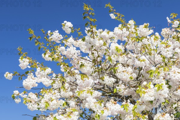 Japanese ornamental cherry (Prunus serrulata) in flower, Germany