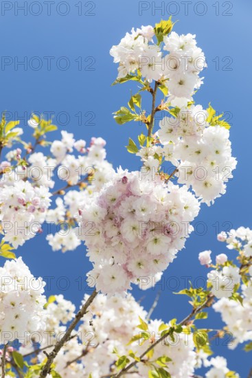 Japanese ornamental cherry (Prunus serrulata) in flower, Germany
