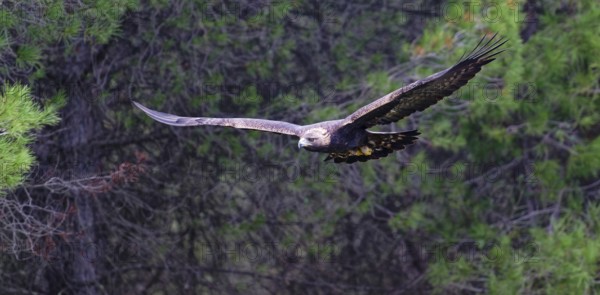 Golden eagle (Aquila chrysaetos) in flightAndalusia, Spain