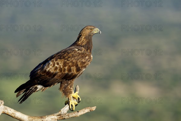 Golden eagle (Aquila chrysaetos) on a branch, Andalusia, Spain