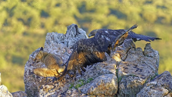 Golden eagle (Aquila chrysaetos) chases away a red fox fighting for food in the early morning light, Extremadura, Spain