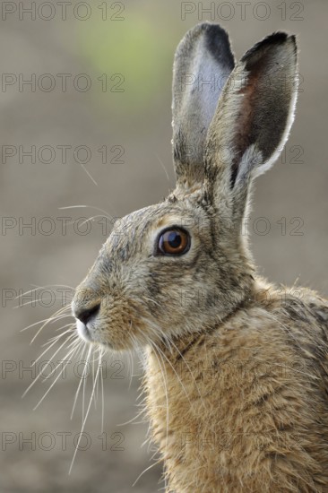 Portrait in young maize... European hare (Lepus europaeus), adult, close-up, head portrait, cropping, clear light, detailed image, typical environment, native nature, Lower Rhine, Rhineland, North Rhine-Westphalia, Germany, Western Europe