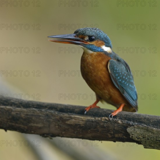Kingfisher (Alcedo atthis), female adult bird, in natural environment, slightly open beak and upright sitting position bring a little tension into the picture, native nature, Lower Rhine, Rhineland, North Rhine-Westphalia, Germany, Western Europe