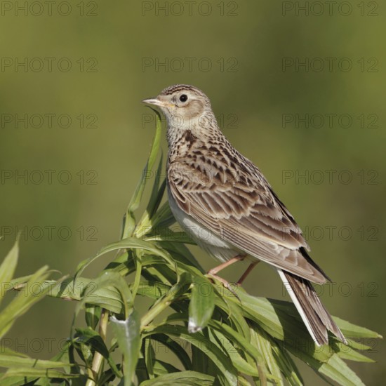 Attentive... Skylark (Alauda arvensis), bird of character, typical songbird, ground-nesting bird of open fields, sitting on a tall plant, looking around, native nature, Lower Rhine, Rhineland, North Rhine-Westphalia, Germany, Western Europe