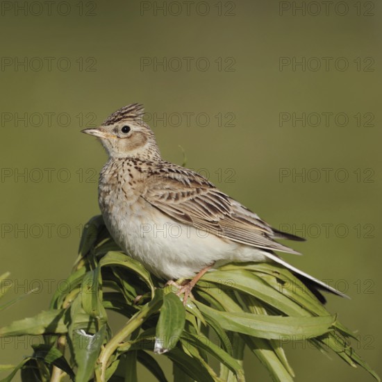 Bird of the open fields... Skylark (Alauda arvensis), in many places endangered, formerly common character bird of our meadows and fields sits on a field plant, erected feather cap, Lower Rhine, Rhineland, North Rhine-Westphalia, Germany, Western Europe