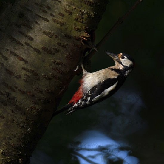 In the dark forest... Great spotted woodpecker (Dendrocopos major), adult bird, in the light spot at the breeding cavity in a cherry tree, native nature, beautiful colours, clear light, mysterious picture, Lower Rhine, Rhineland, North Rhine-Westphalia, Germany, Western Europe