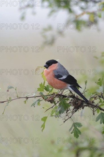 Rose-red... Bullfinch, also known as bullfinch (Pyrrhula pyrrhula) because of its chimney-red breast, on its perch at the edge of the bushes, certainly one of our most beautiful songbirds, native nature, Lower Rhine, Rhineland, North Rhine-Westphalia, Germany, Western Europe
