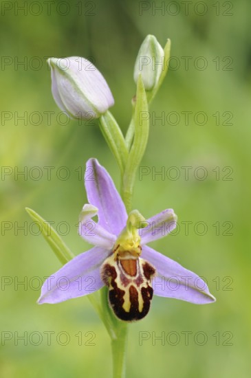 Orchid of the year 1995... Bee orchid (Ophrys apifera), close-up of inflorescence, conspicuous wild orchid, wild flower, height 20 to 50 cm, native nature, Sauerland, North Rhine-Westphalia, Germany, Western Europe