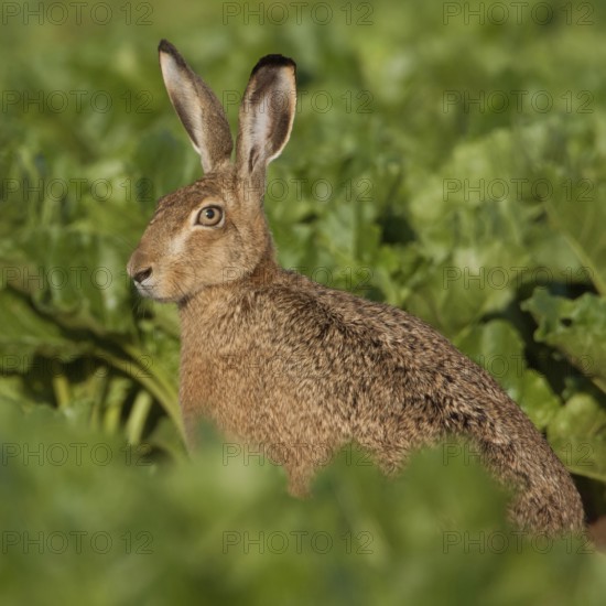 Between turnips... European hare (Lepus europaeus) sitting in a beet field in the warm morning light in summer, cultivated landscape, natural environment, detailed photograph, native nature, Lower Rhine, Rhineland, North Rhine-Westphalia, Germany, Western Europe