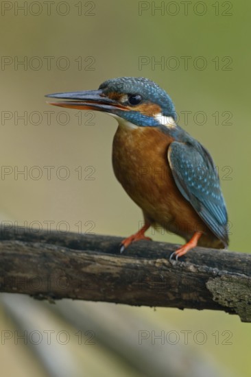 Kingfisher (Alcedo atthis), female adult bird, in natural environment, slightly open beak and upright sitting position bring a little tension into the picture, native nature, Lower Rhine, Rhineland, North Rhine-Westphalia, Germany, Western Europe