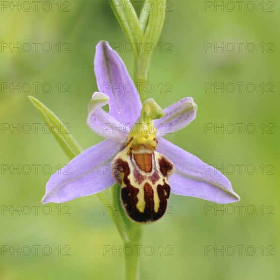 Orchid of the year 1995... Bee orchid (Ophrys apifera), close-up of inflorescence, conspicuous wild orchid, wild flower, height 20 to 50 cm, native nature, Sauerland, North Rhine-Westphalia, Germany, Western Europe