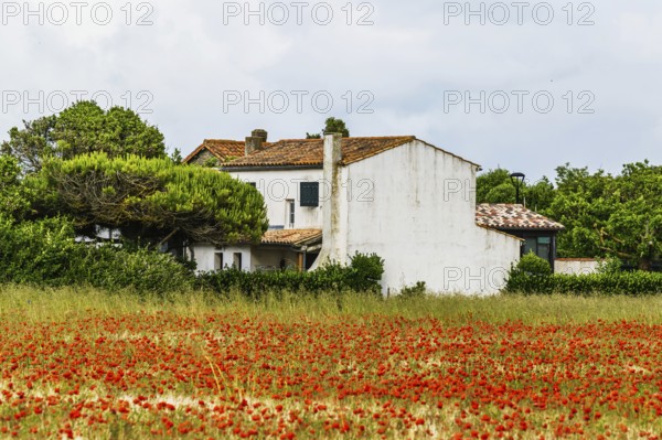 Red poppies in the cereal field, France