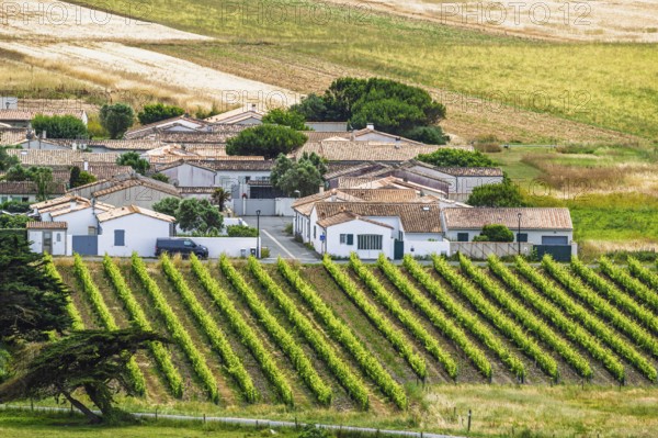 Fields ang Grape plantations from a drone, Saint-Clement-des-Baleines, Atlantic, France